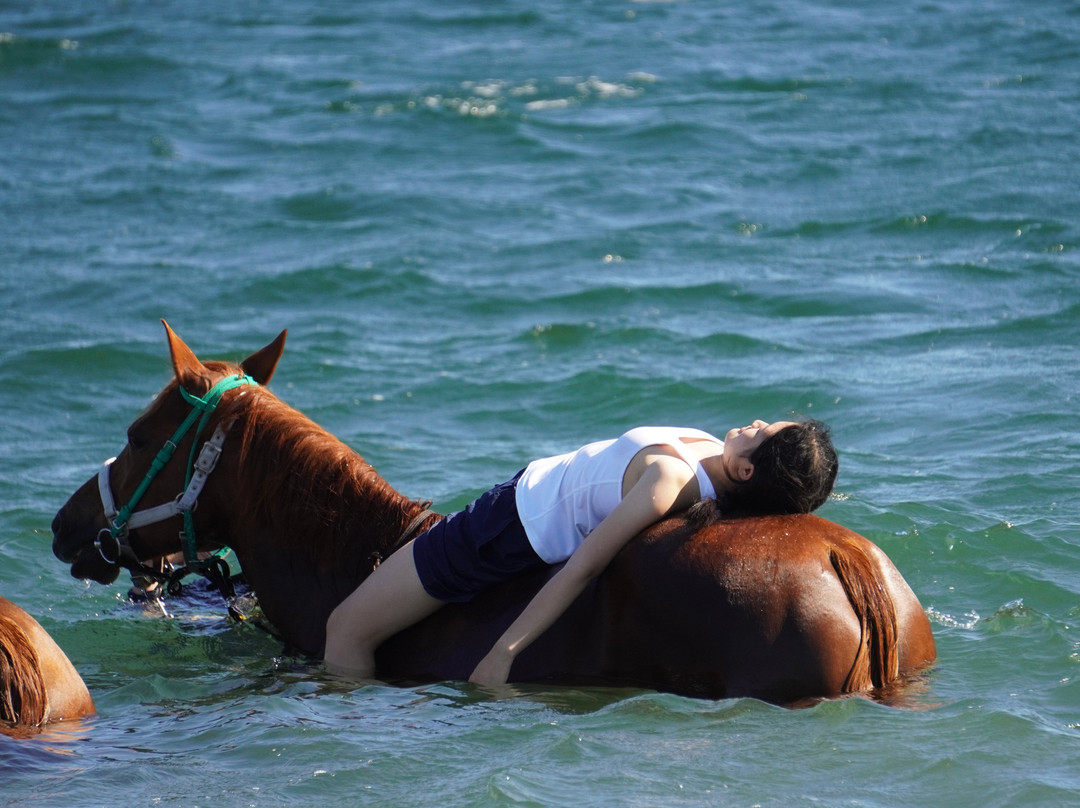 Horse Trekking Farm Miurakaigan-三浦市必去景点