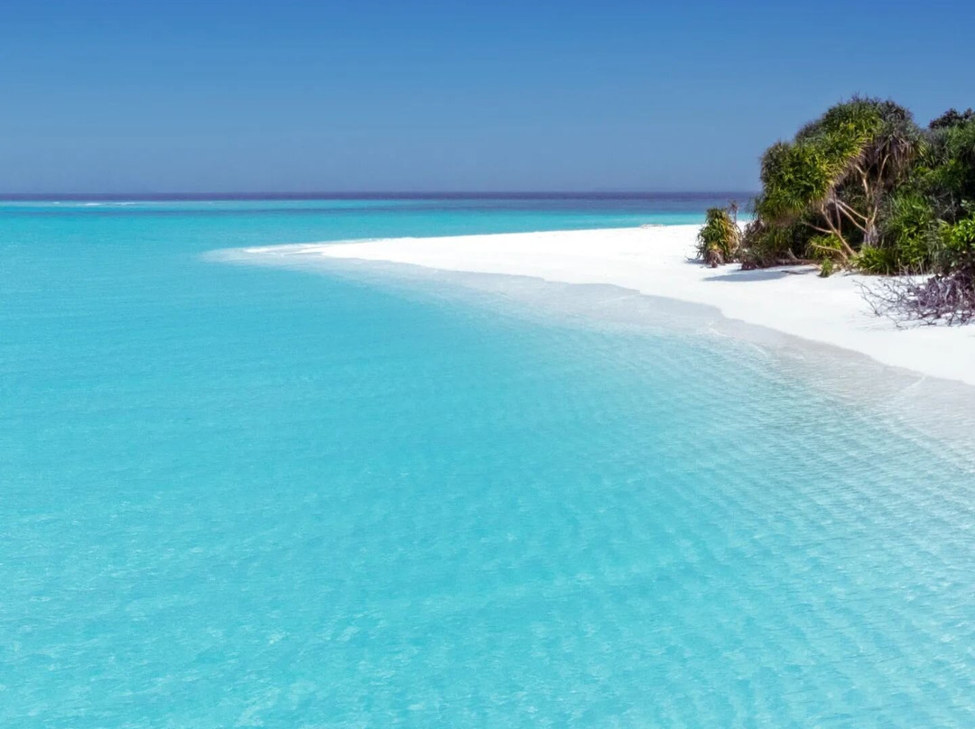 Blue Coral Vashafaru主图