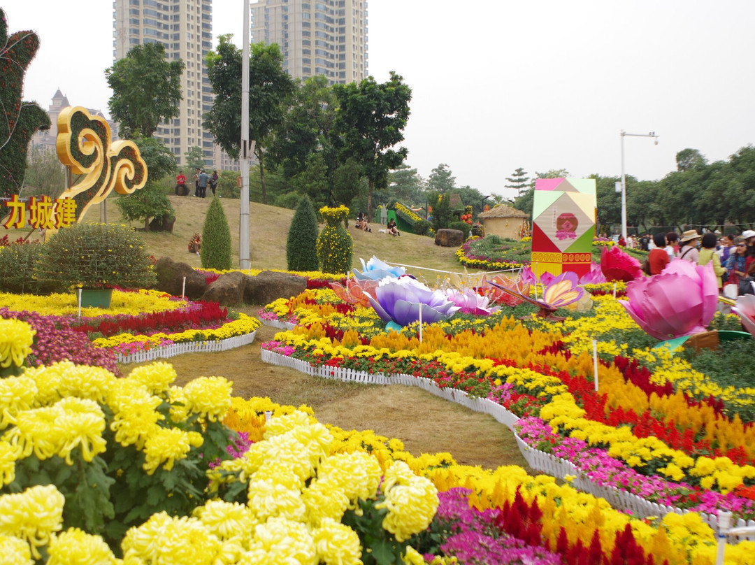 菊城金瓣-中山市必去景点