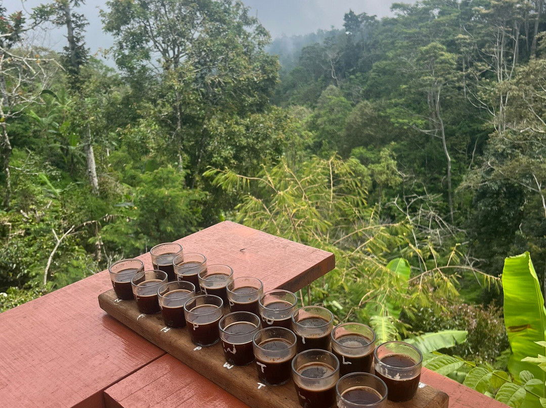 Wanagiri Coffee Plantation Bali And Luwak Coffee景点图片