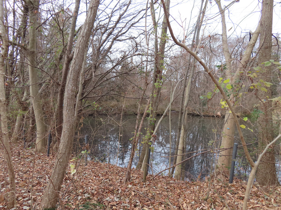 Kombukuro Pond Natural History Park-柏市必去景点