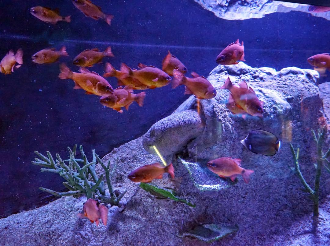 Sharjah Aquarium景点图片
