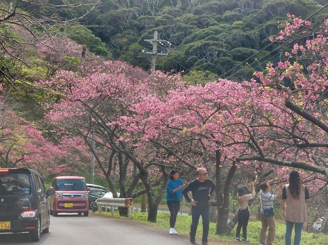 Motobu Yaedake Cherry Blossom Matsuri景点图片