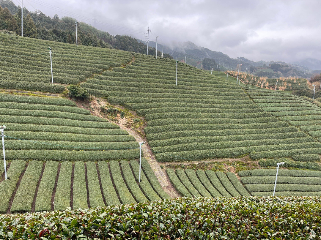 Kyoto Obubu Tea Farms-和束町必去景点