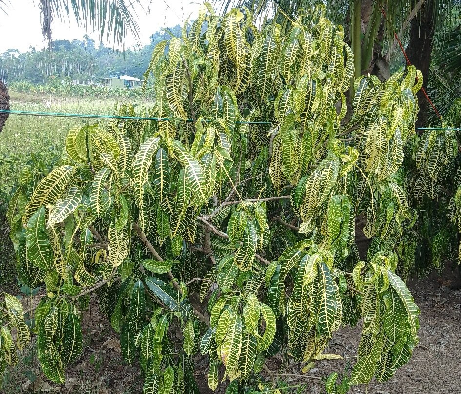 Lush Green Retreat主图