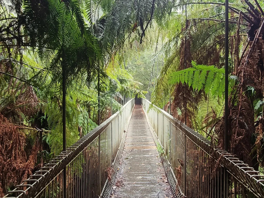 Tarra-Bulga National Park-Balook必去景点