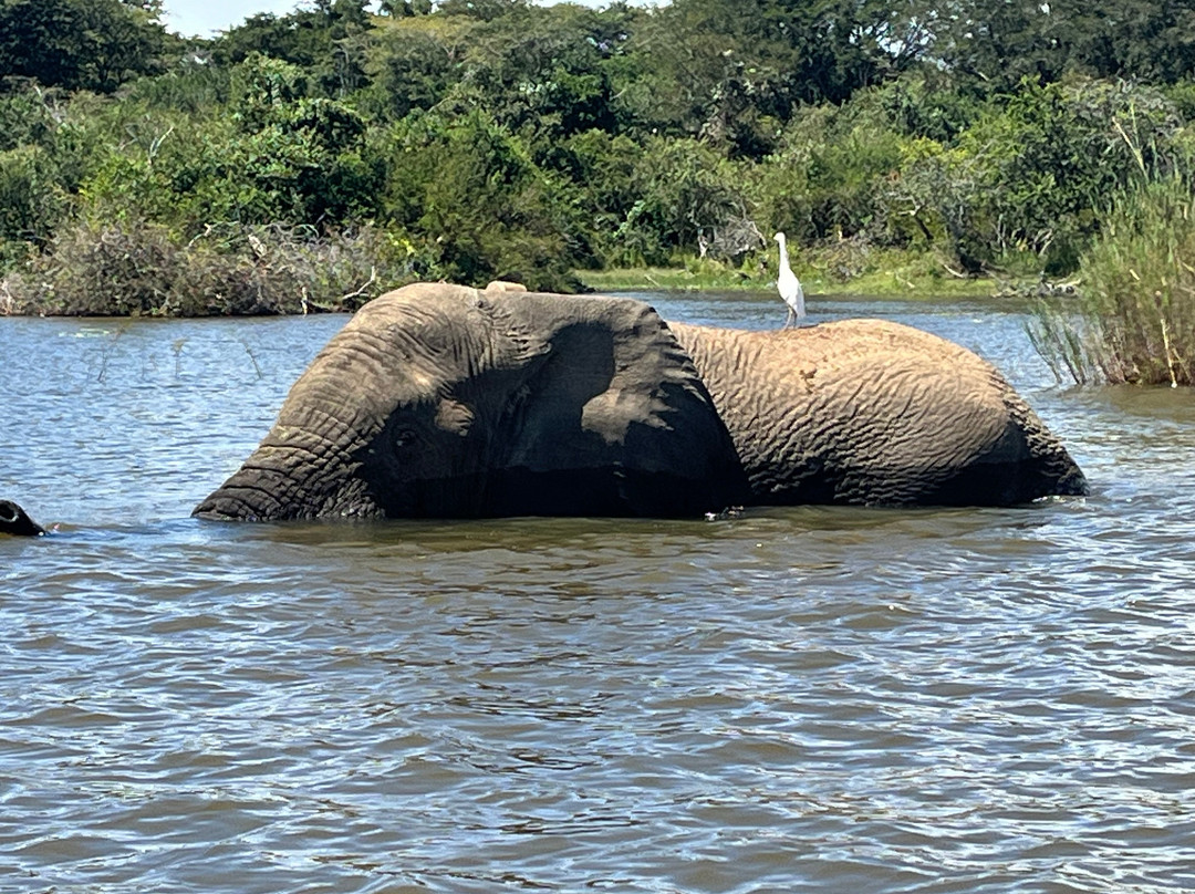 Karibu Congo Safaris景点图片