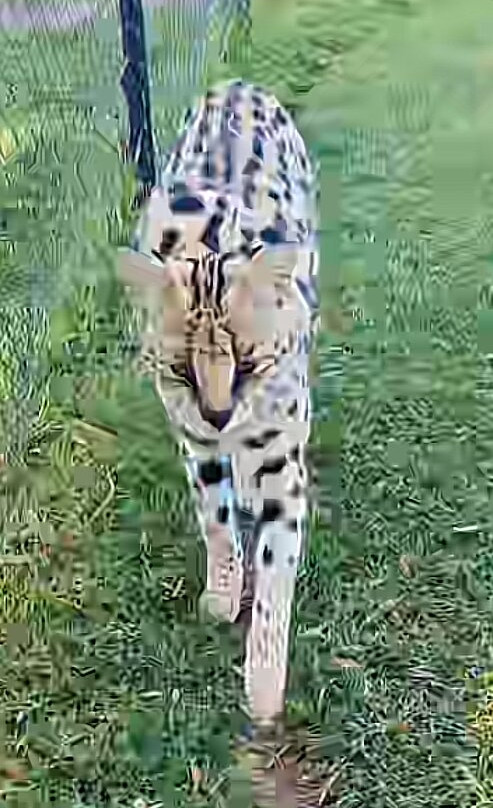 Zanchieta Wildlife Rescue Centre & Lodge-布隆方丹必去景点