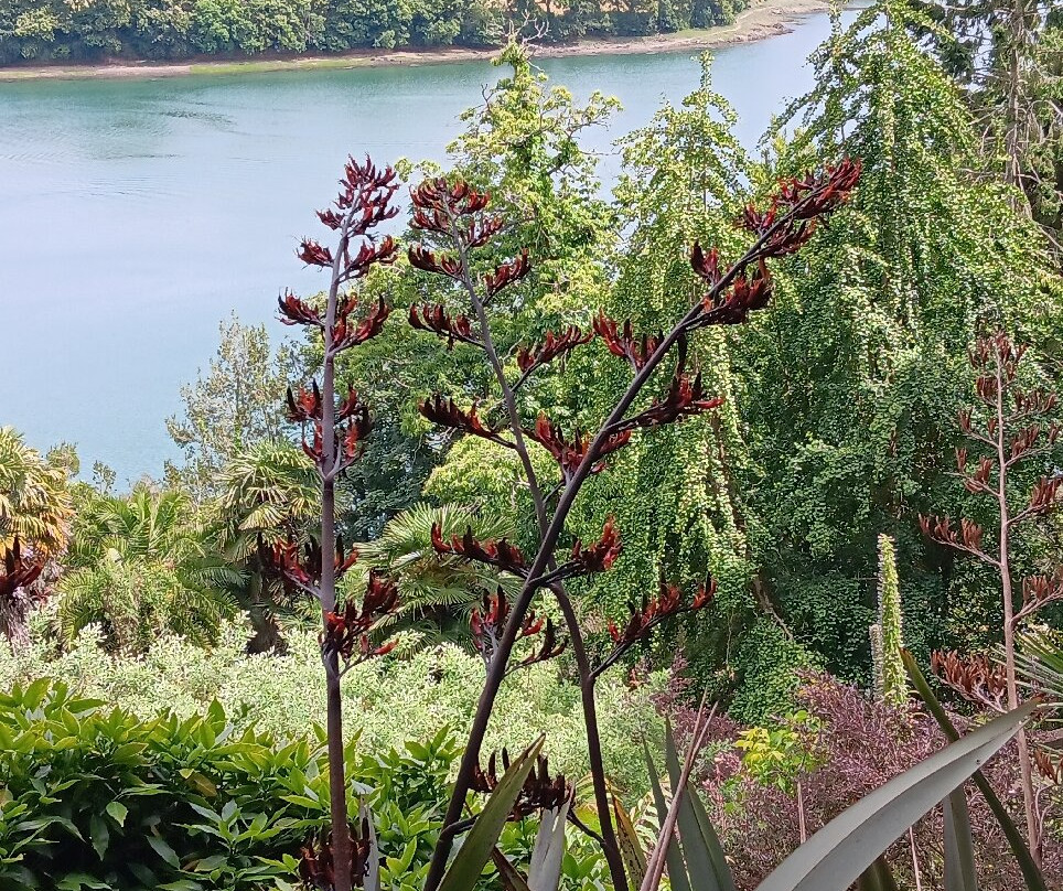Jardin du Kestellic景点图片