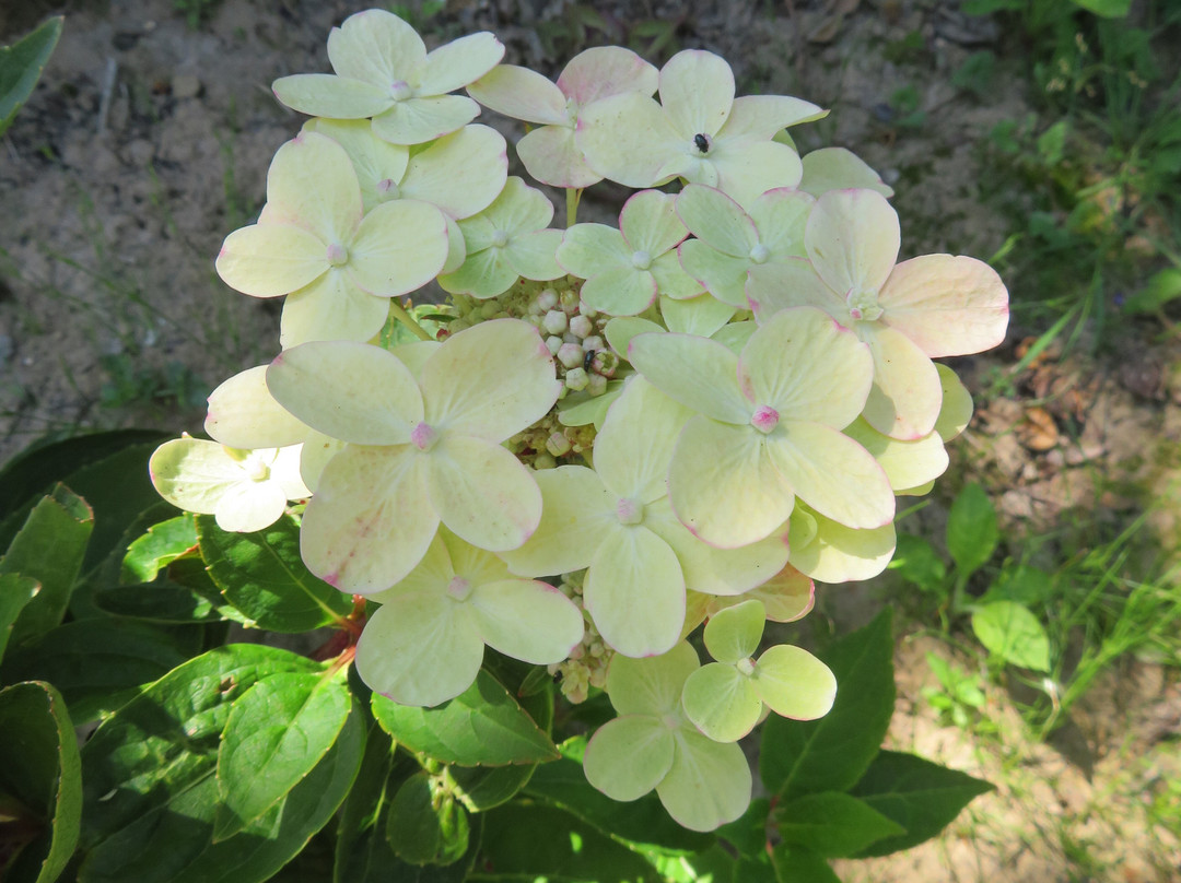 Jardin Shamrock景点图片