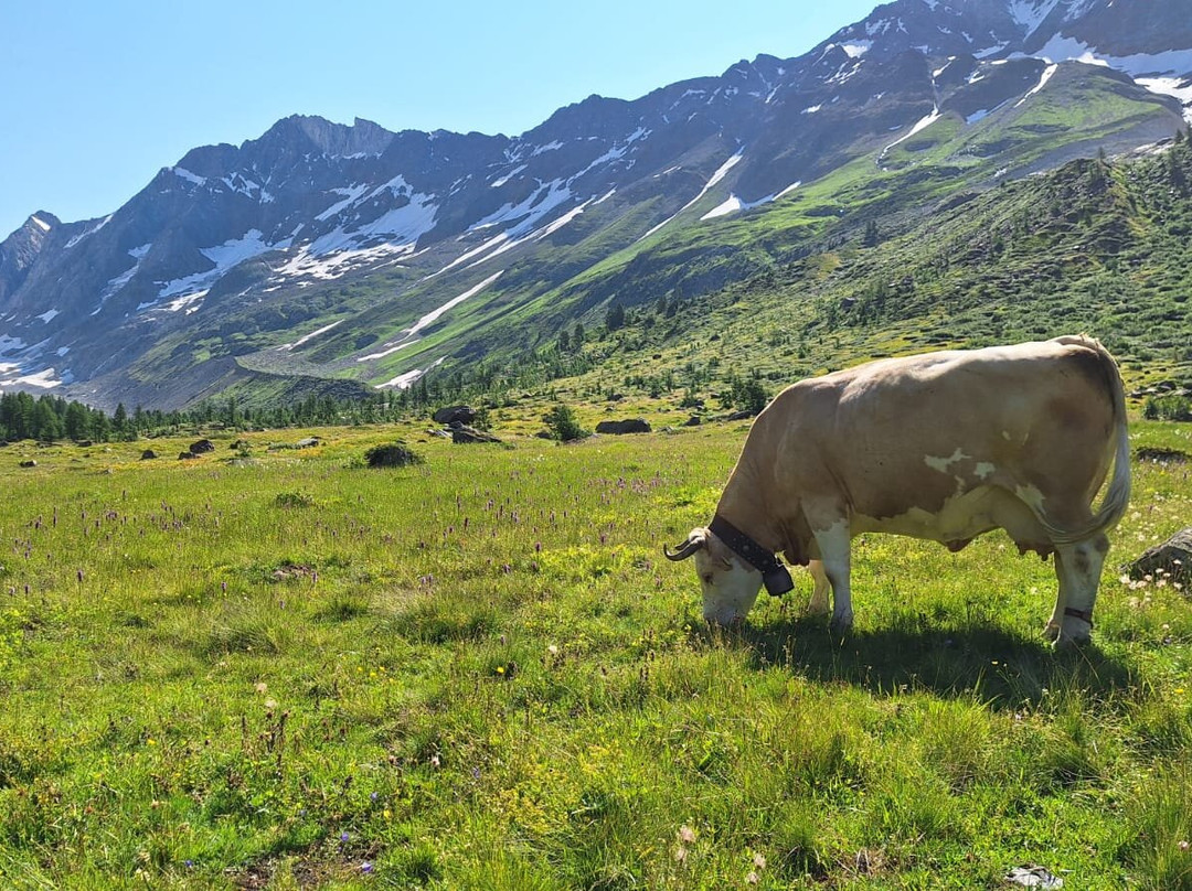 Alpenhotel zur Wildi主图