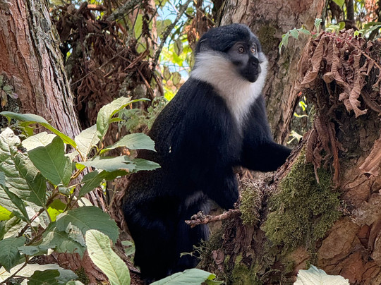 Uber Luxe Safaris-吉佳利必去景点