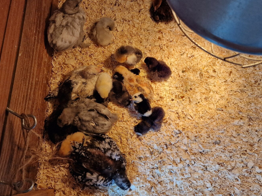 Schapenboerderij Texel-特塞尔必去景点