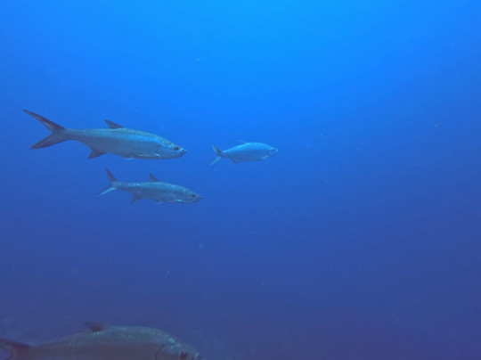 Soul Divers-威廉斯塔德必去景点