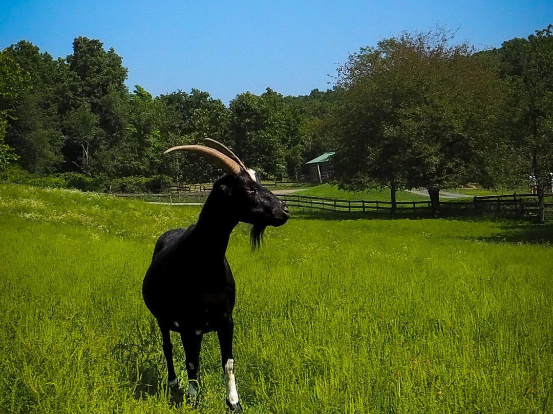 Catskill Animal Sanctuary-Saugerties必去景点