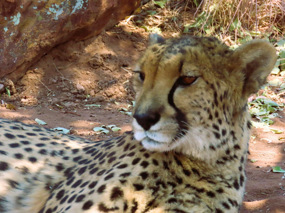 Cheetah Experience (ZA Cheetah Conservation)-贝拉贝拉必去景点
