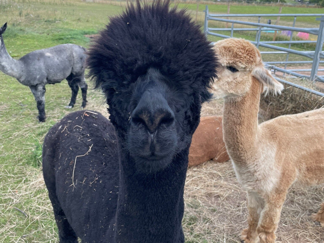Ambling Alpacas-Meriden必去景点