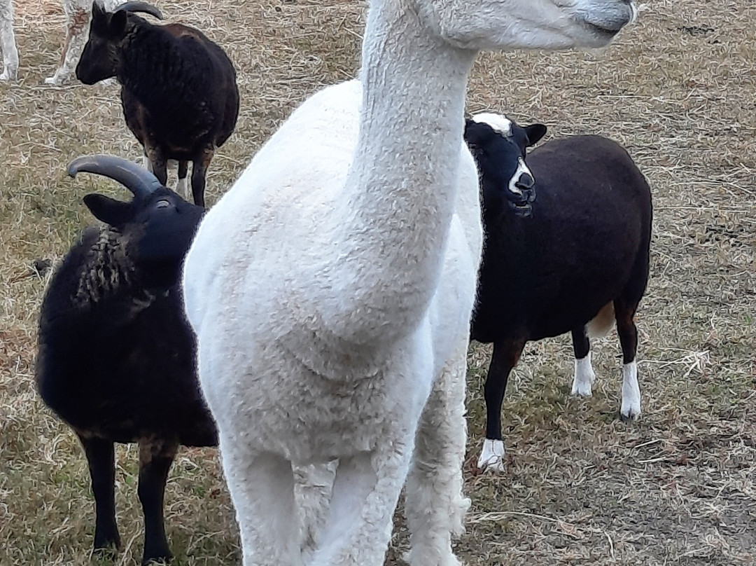 Somerset Alpaca Trekking and Rare Breed Animals景点图片