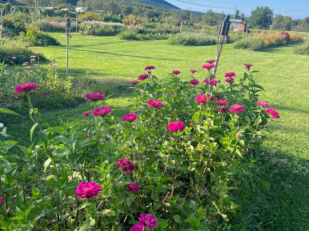 Valley Dream Farm景点图片