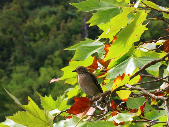 Discovery Island Madeira-沙尔必去景点