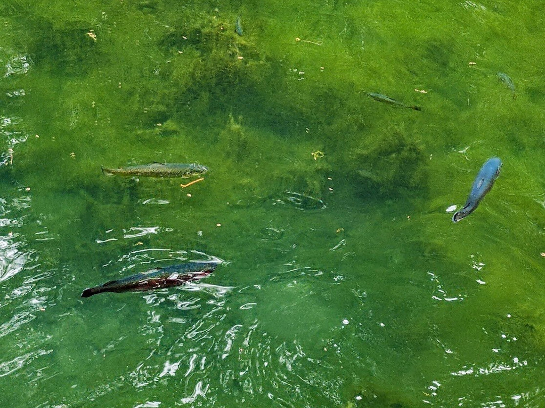 The Oden State Fish Hatchery-Alanson必去景点