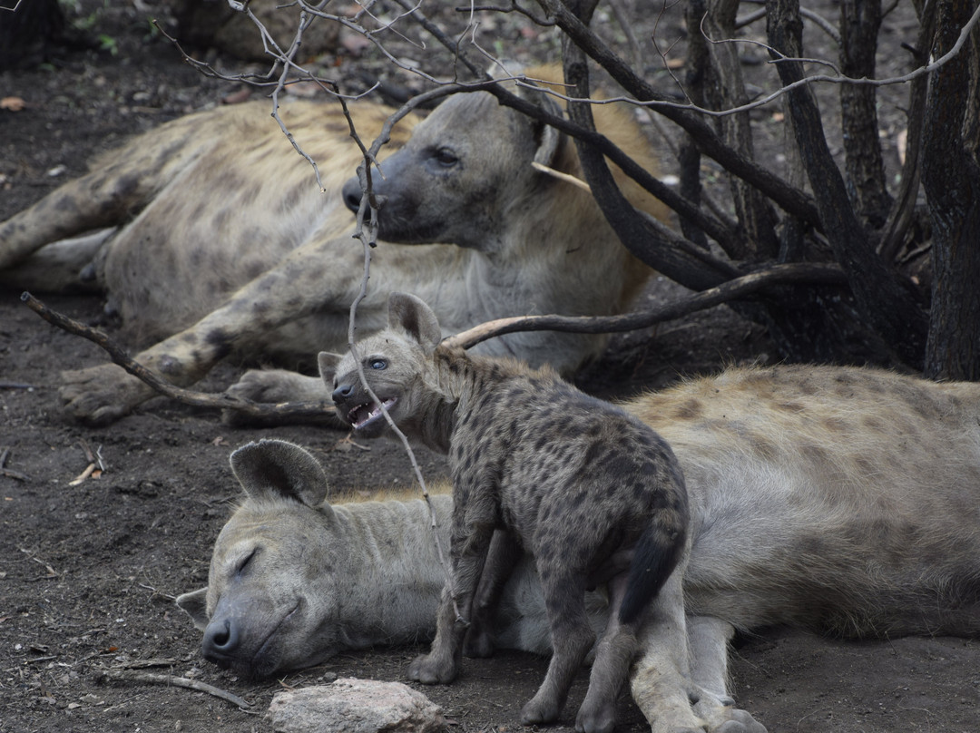 L'œil Sauvage - Wildlife Experience-霍德斯普鲁特必去景点