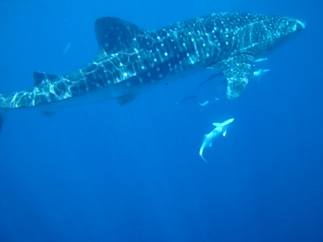 Les Baleines Rand'eau景点图片