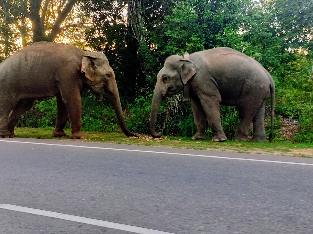 Viaggi Sri Lanka Con Vaas景点图片