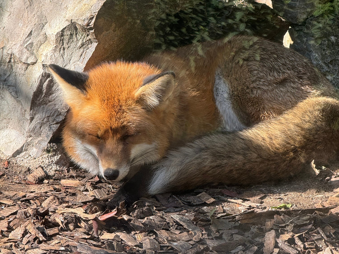Sarajevo Zoo-萨拉热窝必去景点