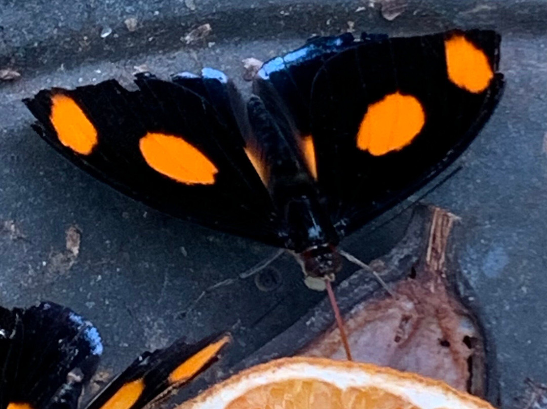 Butterfly Gardens @ Middleton Common Farm景点图片