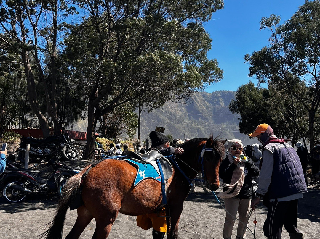 Safarimate Tour-泗水必去景点