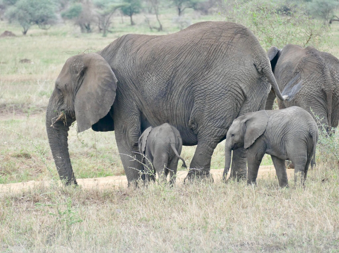 Ephraim's Guide Safaris-阿鲁沙必去景点