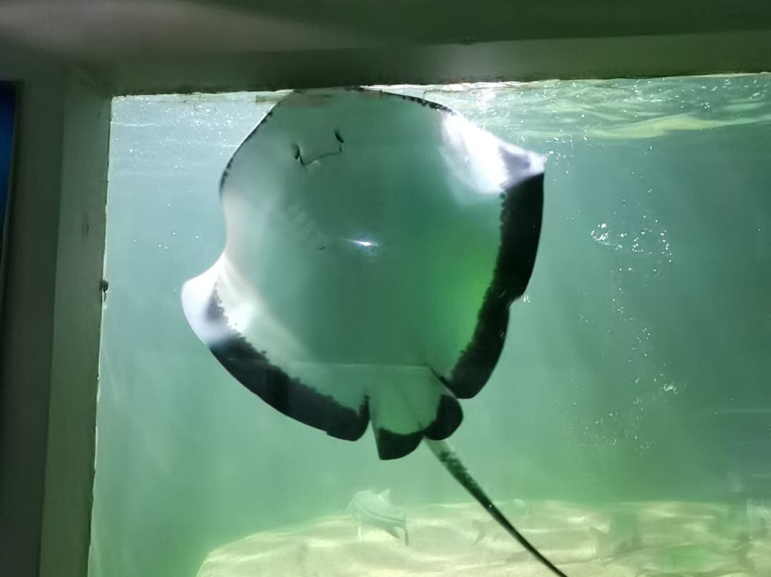 Acqua Mundo-瓜鲁雅必去景点