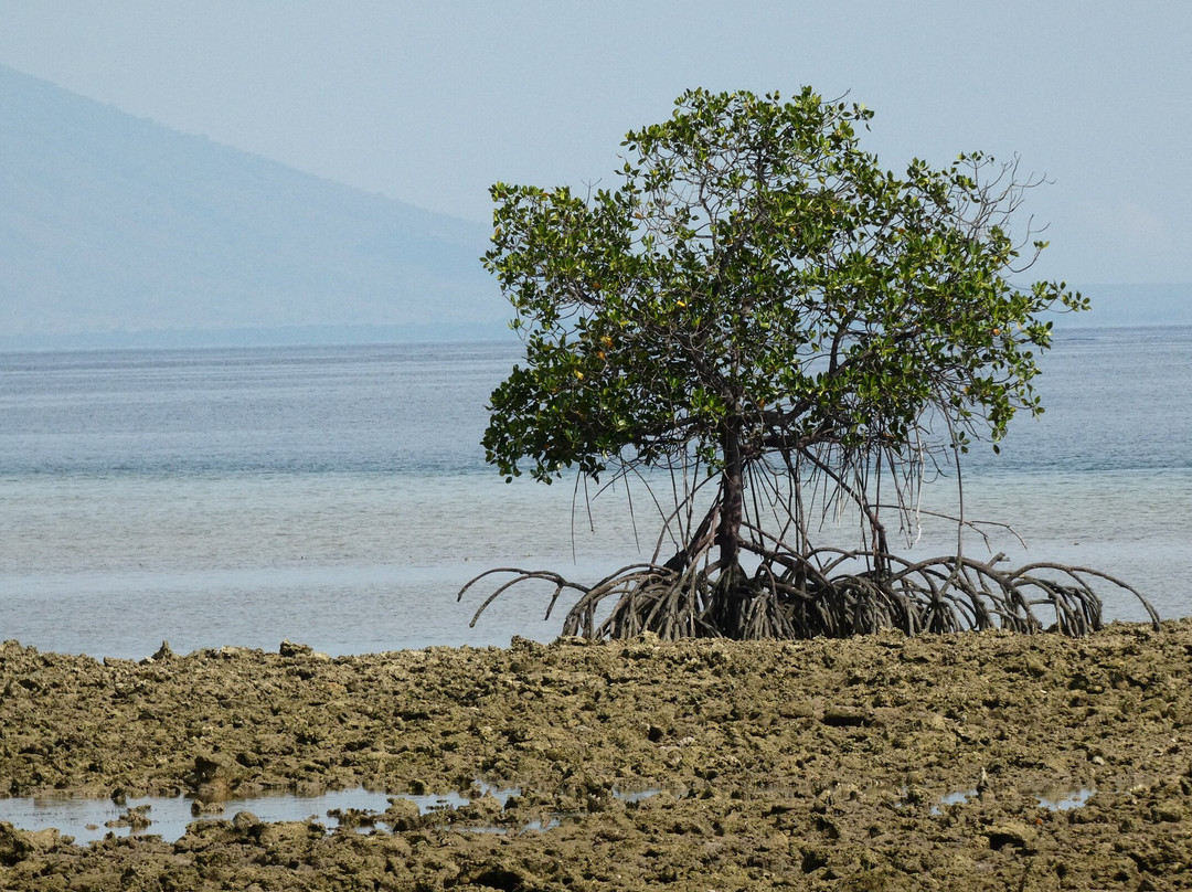 Menjangan Tour Snorkeling & Diving景点图片