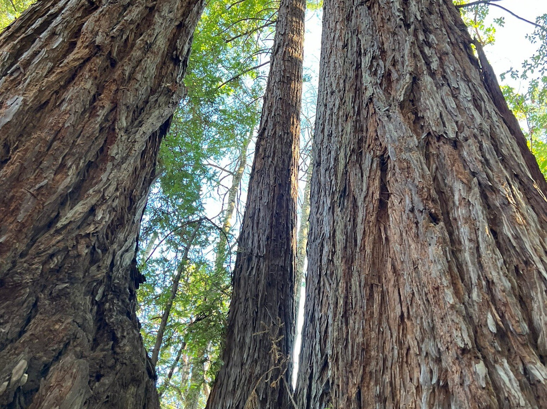 Active Wine Adventures-纳帕必去景点