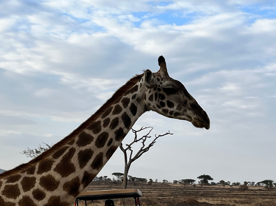 Evans Adventure Safaris