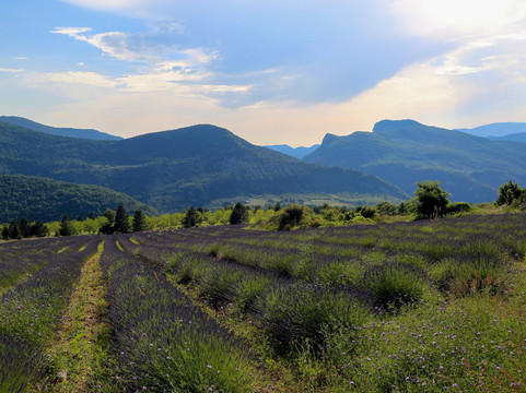 Wonders Of Provence Private Tours-圣雷米必去景点