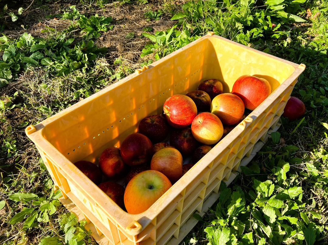 Kobayashi Farm-小布施町必去景点