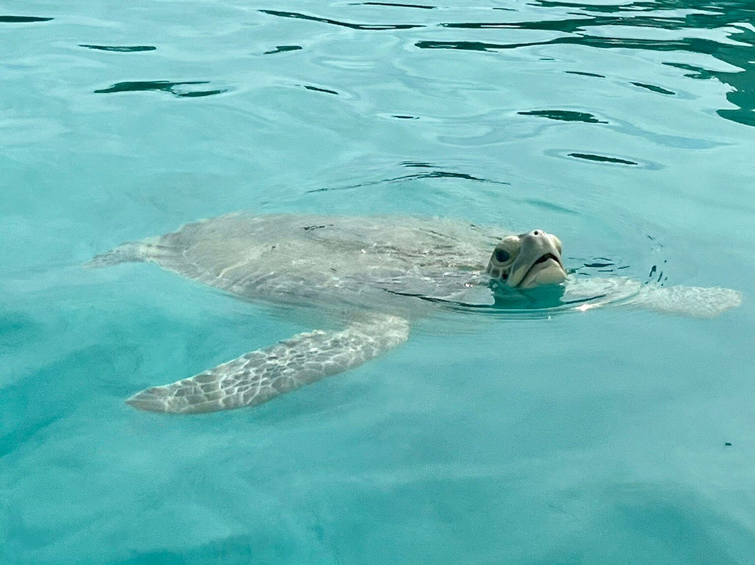 Sup Provo-普罗维登西亚莱斯必去景点
