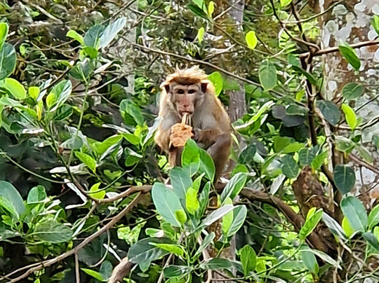 Ranga Tours Kalutara-卡卢特勒必去景点