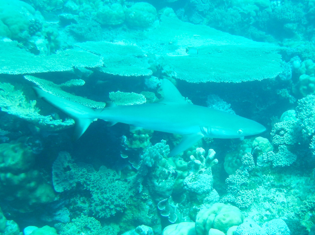 Cocos Dive Day Trips-科科斯（基林）群岛必去景点