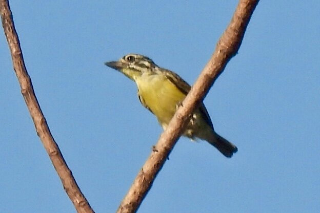 Bird Watching Tours Gambia景点图片