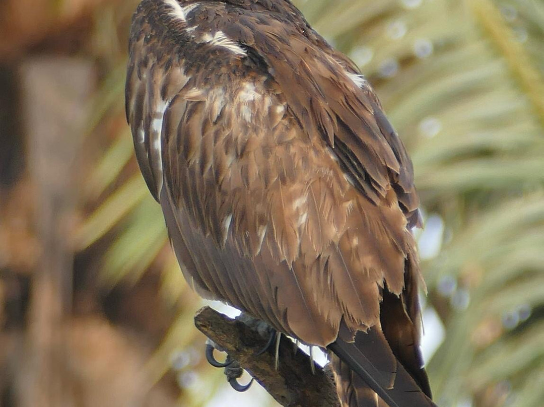 Bird Watching Gambia - Dr Owl景点图片