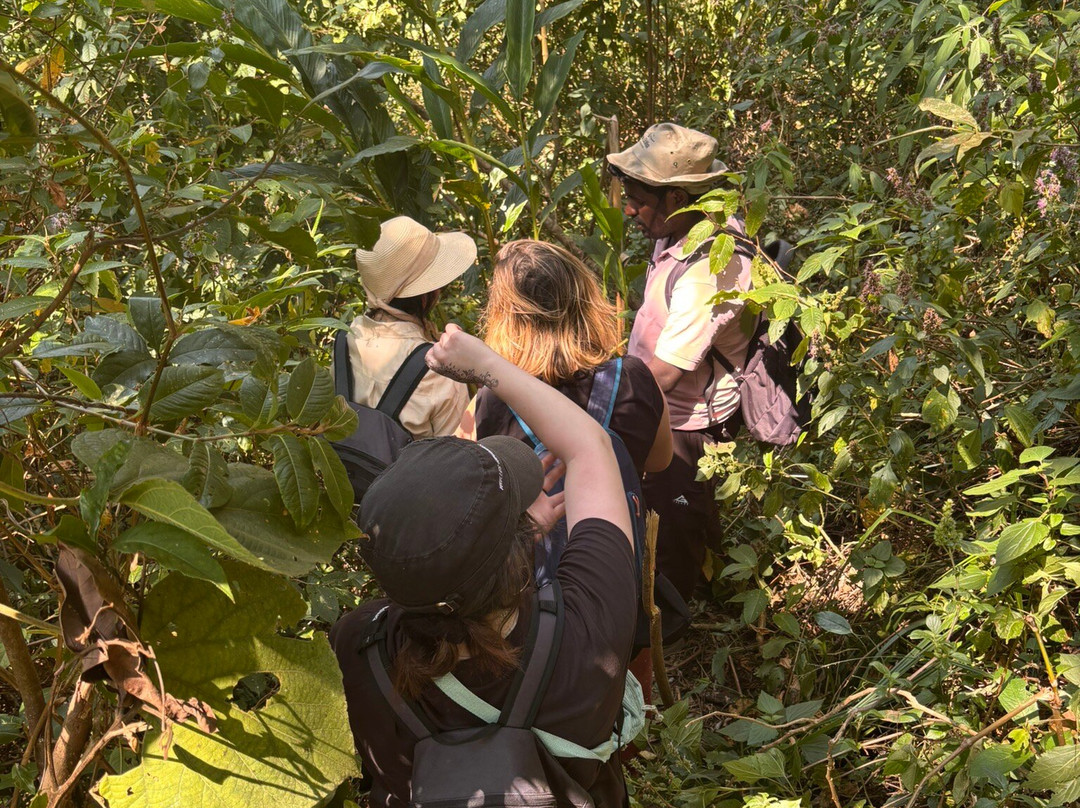 Munnar Hiking Trails景点图片