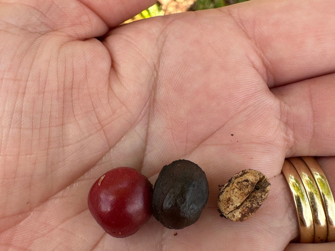 Green World Coffee Farms-瓦西瓦必去景点