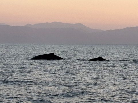 Rock Star Sailor Private Charters & Sailing School-瓦拉塔港必去景点