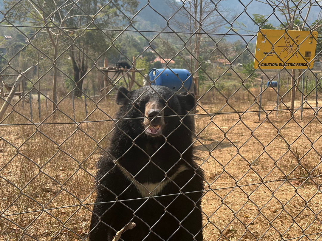 Free the Bears景点图片