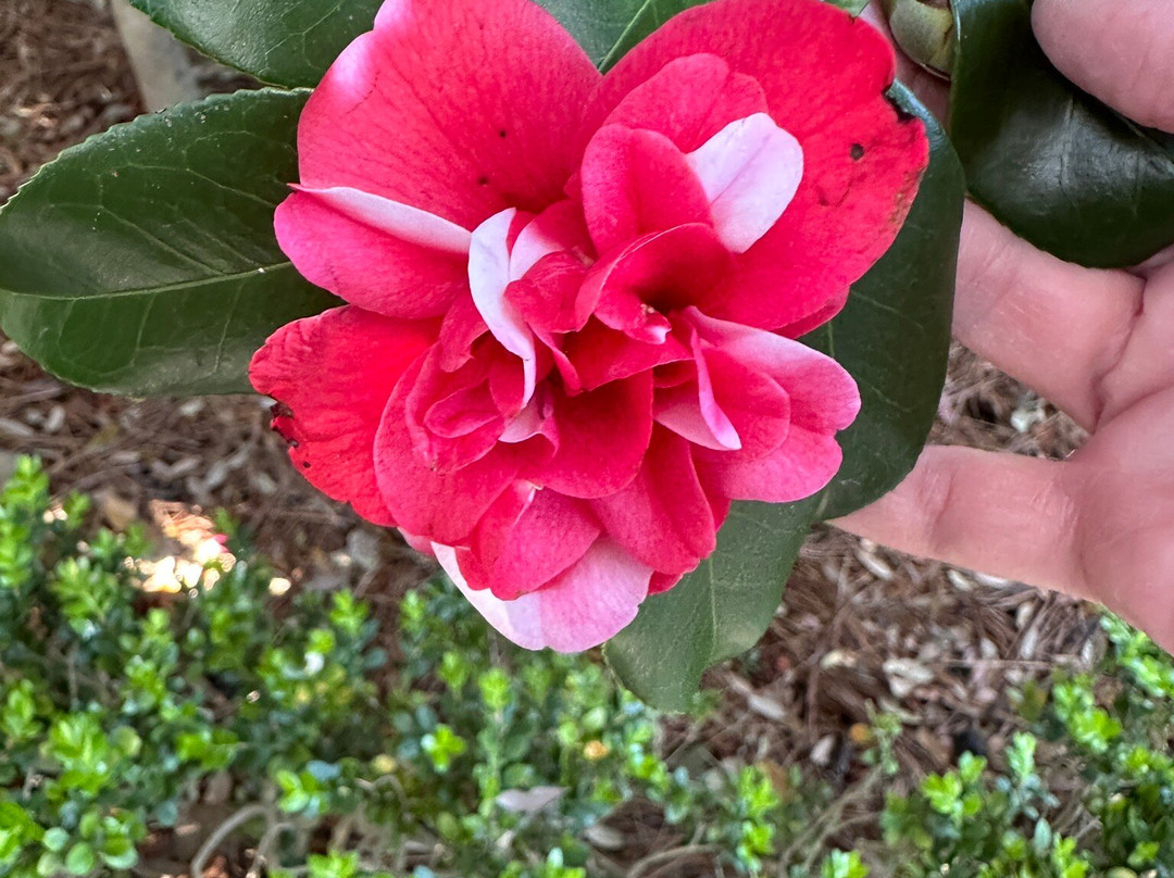 Joseph Manigault House-查尔斯顿必去景点