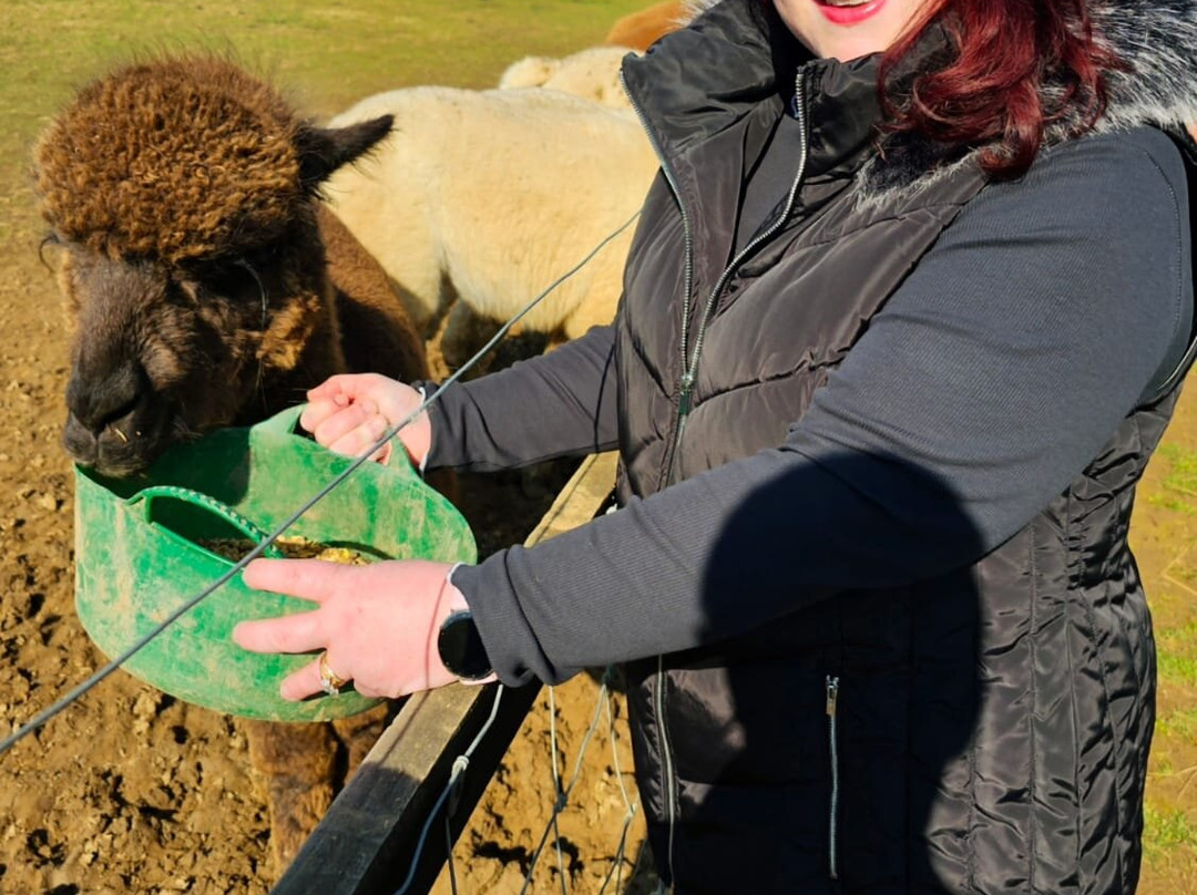 Butterwick Alpaca Retreat and Trekking景点图片