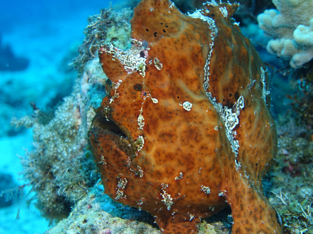 Afro Divers-奔巴岛必去景点